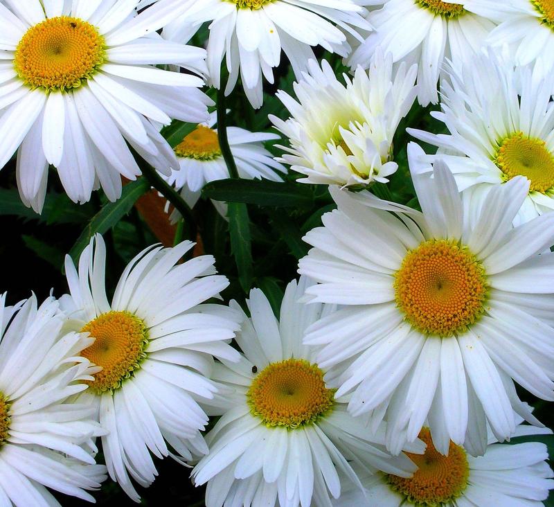 ромашки розы песня слушать. красивый букет цветов. юнна мориц белые ромашки. цветы ромашки розы. текст песни ромашка белая.