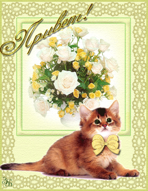 Картинки Кошечки Привет