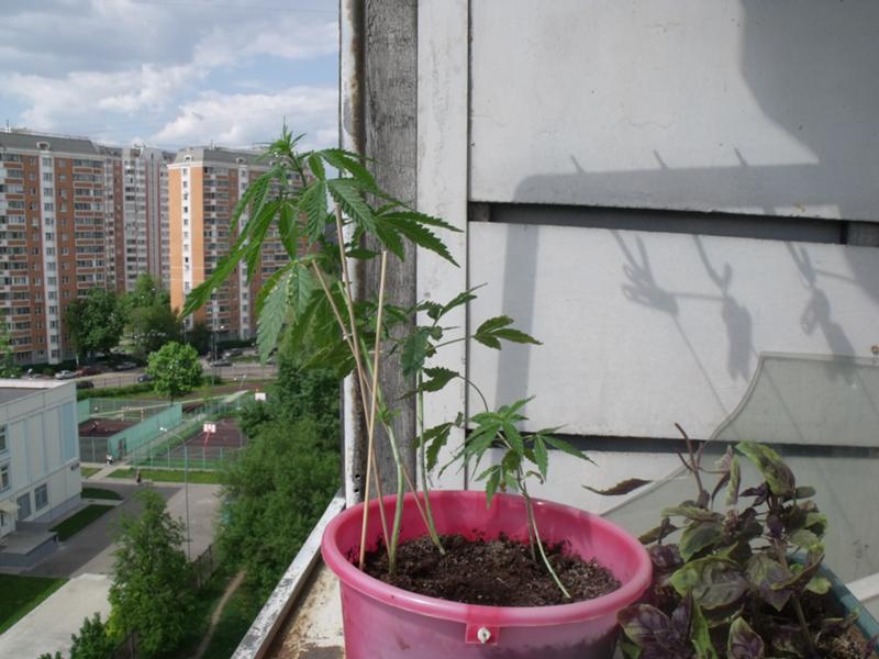 Менты конопля Менты конопля купить в браузере тор попасть на гидру
