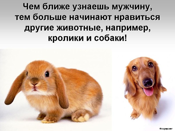 Китайский гороскоп. Гороскоп по годам животные китайский порядку таблица. Какого животного больше всего любите. Какое животное тебе подходит. Какого животного больше всего любите.