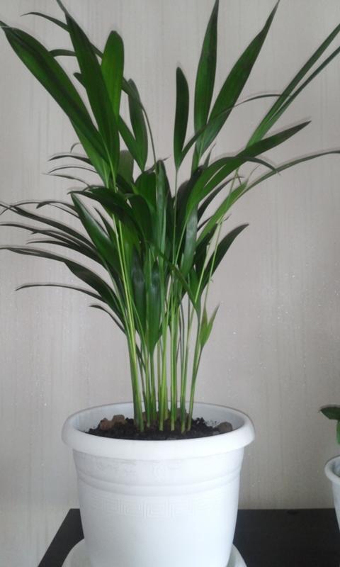 цветок с двойными лепестками. цветок с белой лодочкой. юкка, драцена кордилина. цветок пила. редкий оранжевый цветок.