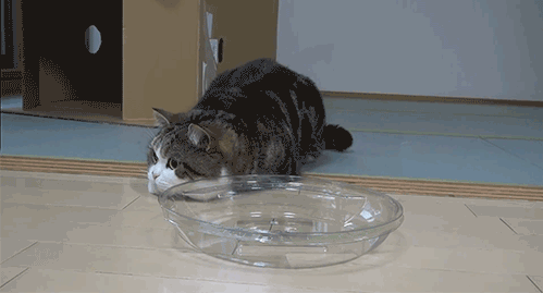 Кот скользит. Двигающиеся котики. смешная кошка двигающаяся. котята которые двигаются.