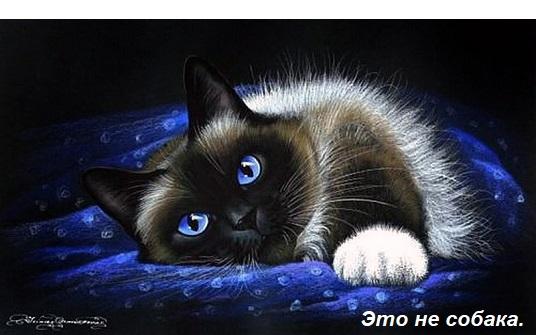 Собака вроде шпица как пишется слитно или раздельно