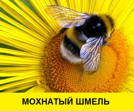 Проект про шмеля 4 класс