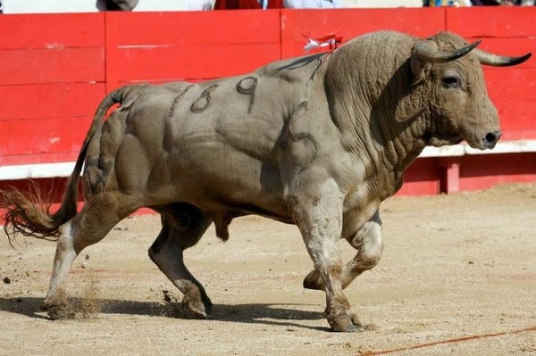 an overview of the spectacle and tradition of bullfighting el toro bravo in spain an overview of the spectacle and tradition of bullfighting el toro bravo in spain