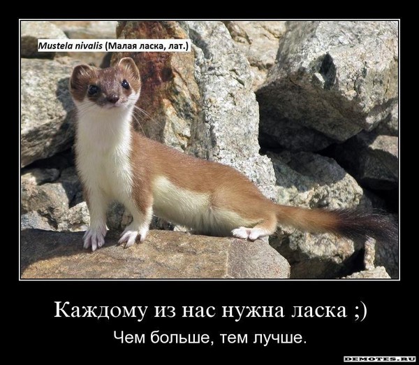 Проект на тему ласка