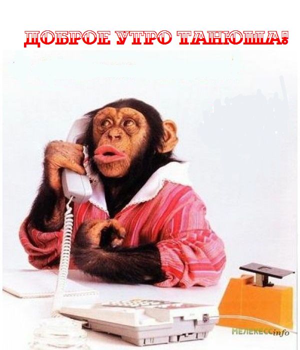 всё хорошо прекрасная маркиза. всё хорошо прекрасная маркиза текст песни. алло алло какие вести. алло алло прекрасная маркиза. алло алло какие вести.