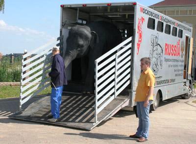 перевозил жирафа. машина для перевозки слонов. перевозил жирафа. машина для перевозки жирафов. клетка для тигров в цирк.