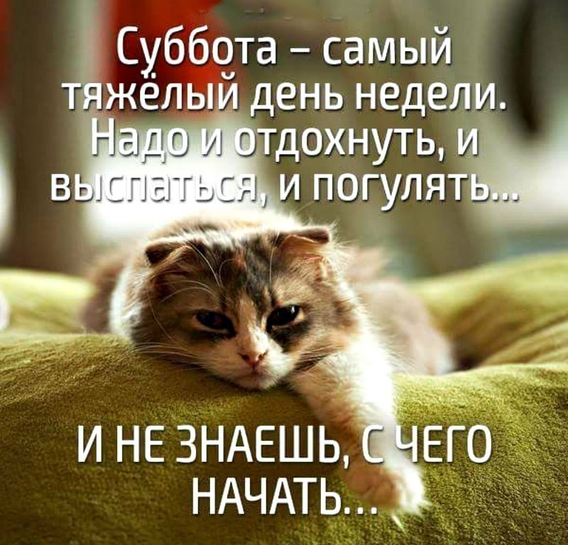 Поздравляю годовщиной, картинки приколы субботы