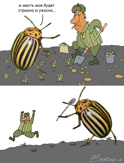 Прикольные картинки колорадского жука
