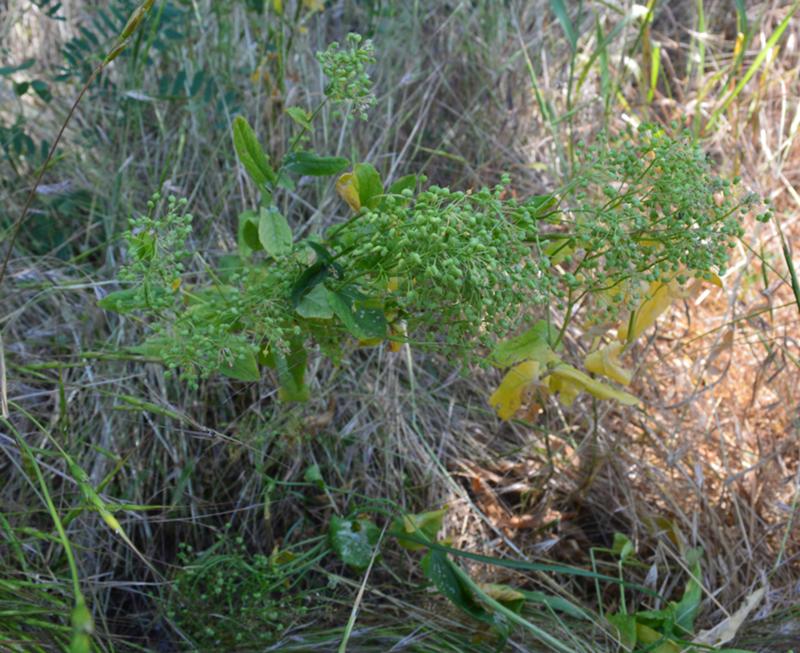 сорные растения юга россии. сканворды и кроссворды. бычий хвост сорняк. жирновник сорняк. циперус или сыть.