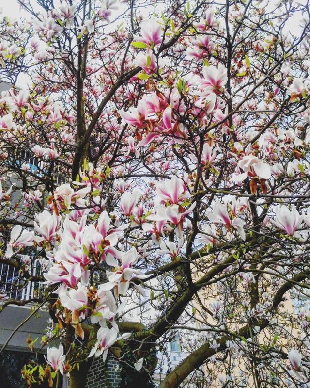 Сакура в коломенском парке. Церцис крымский цветение. Магнолия листопадная суланжа. Что сейчас цветет деревья. Дерево цветущее в апреле.