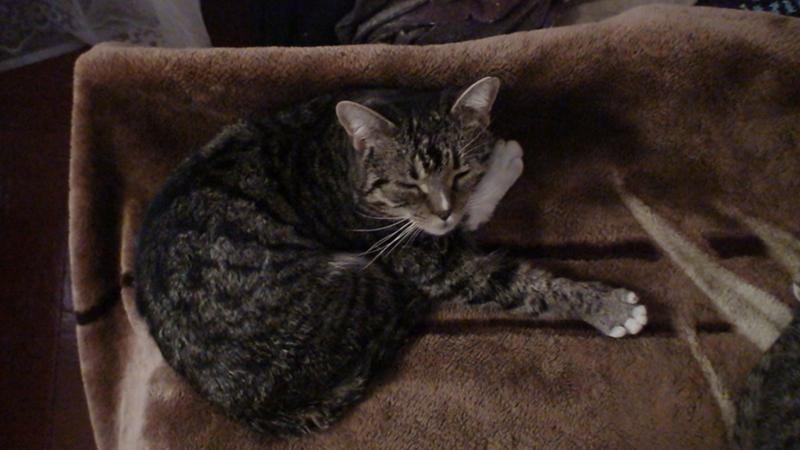 кошки находят дорогу домой. теперь у меня два одинаковых кота. что делать если убежал кот. собака не может найти дорогу домой. приколы.