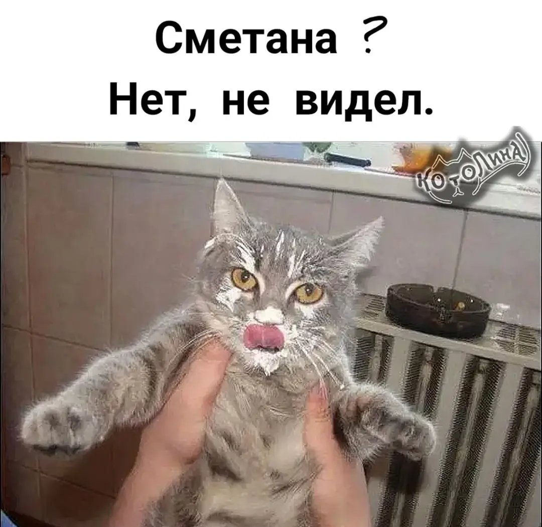 Кот в молоке