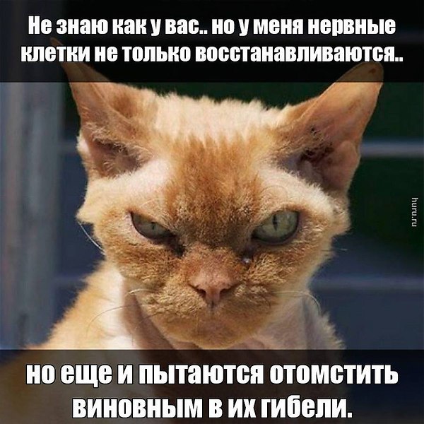 открываются открытка нервы не восстанавливаются фото изображена