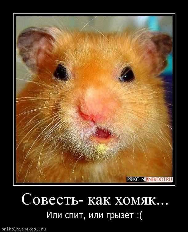 Смешные картинки с надписями про хомяков, стих