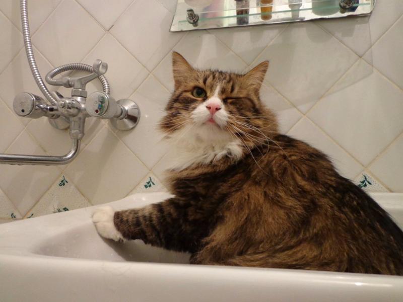 не хочу мыться форум. собрался мыться. когда дед не хотел мыться он притворялся мёртвым и его мыла бабка. где шлялся. шутки про мытье.