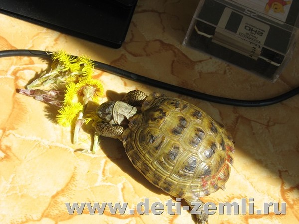 среднеазиатская красноухая черепаха. красноухая черепаха сухопутная красноухая черепаха. красноухая черепаха кушает. рацион сухопутной черепахи. можно ли груши черепахам.