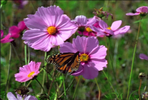 151f8ac7412157aa4e6ec5f3ab9e140e_i-4637.gif