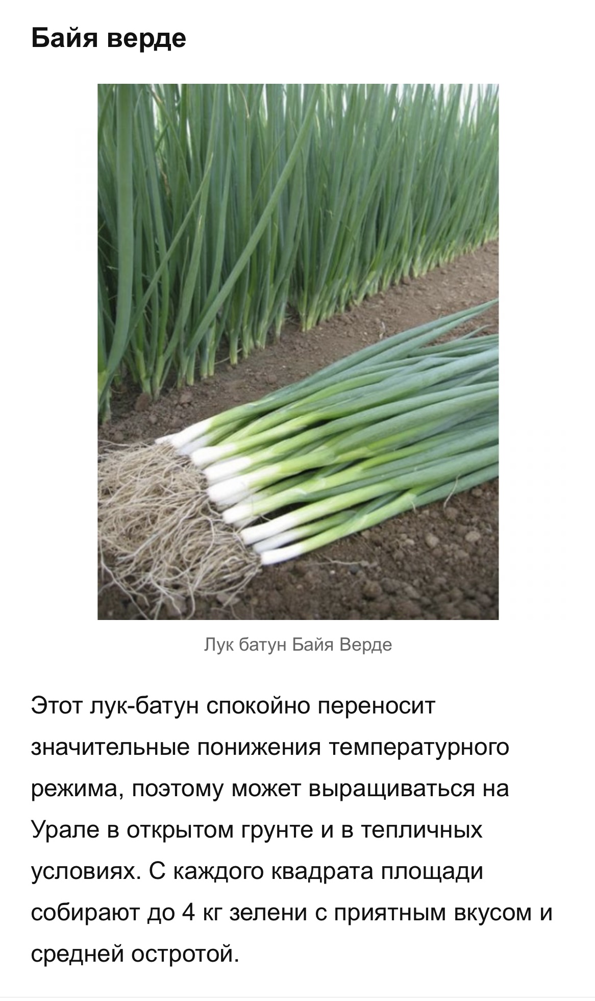 Здраствуйте! Лук зеленый везде на рынках и иногда в магазинах бывет два ...