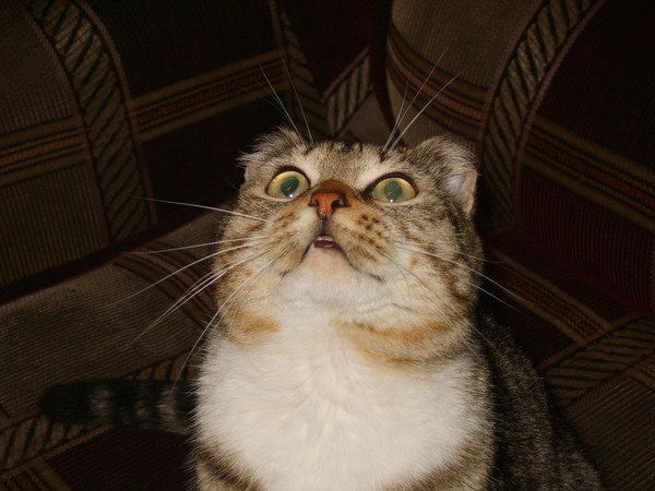 Quloq chig'anoqlari Quloq oqadilar parazitlar boʻlib, ular tashqi eshitish yoʻll