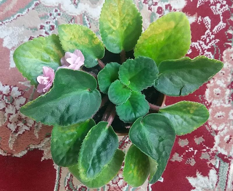 коричневые пятна на листьях фиалки. светлые пятна на листьях фиалки. белые пятнышки на листьях сенполии. светлые пятна на листьях фиалки. фиалка коричневеют листья.