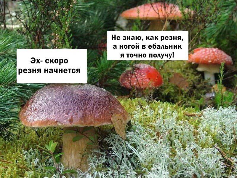 Юмор Про Грибы Картинки