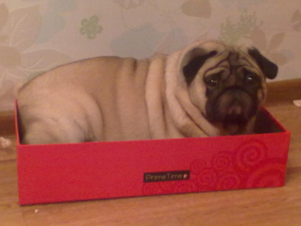 Мопс взрослый размеры. Мини мопс девочка. Мопс рост в холке и вес. Мопс размеры. Мопс размеры.