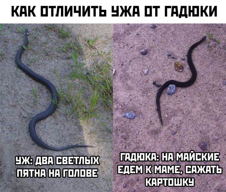 Мемы про год змеи