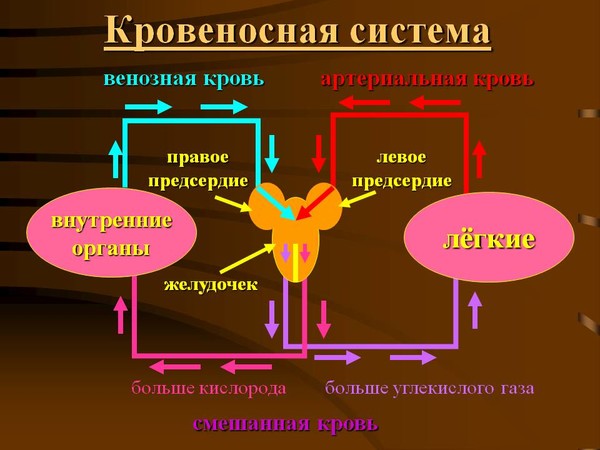Углекислый газ из крови человека поступает в легкие так как Углекислый газ из крови человека поступает в