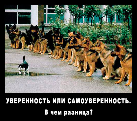 Самоуверенность мудрее самоуверенности цитата