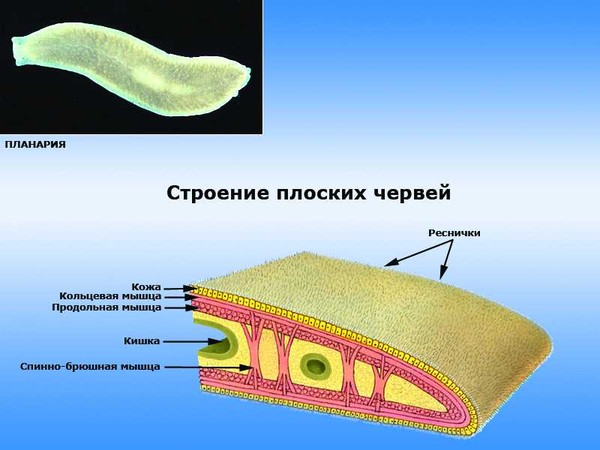 Срез плоского червя