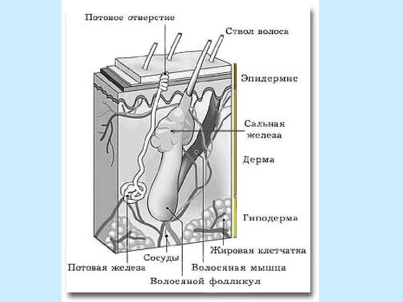 Помогите пожалуйста с биологией!!! Нужно обозначить элементы кожи ...
