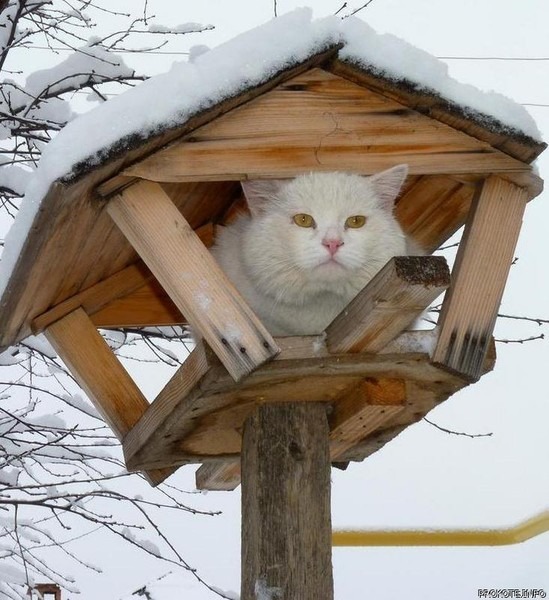 Рыжий кот с кормушкой мем