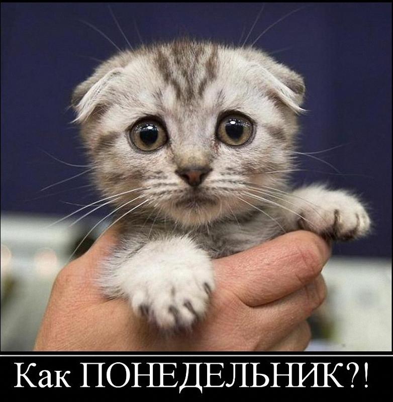 Смешные картинки понедельник на работу, пленкой картинка картинки