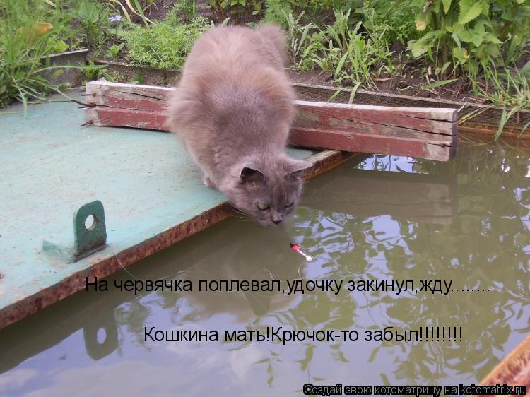 Здесь Рыбы Нет Картинки Смешные