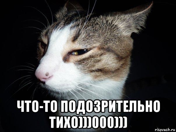 Прикольные хорьки, картинки прикольные тишина