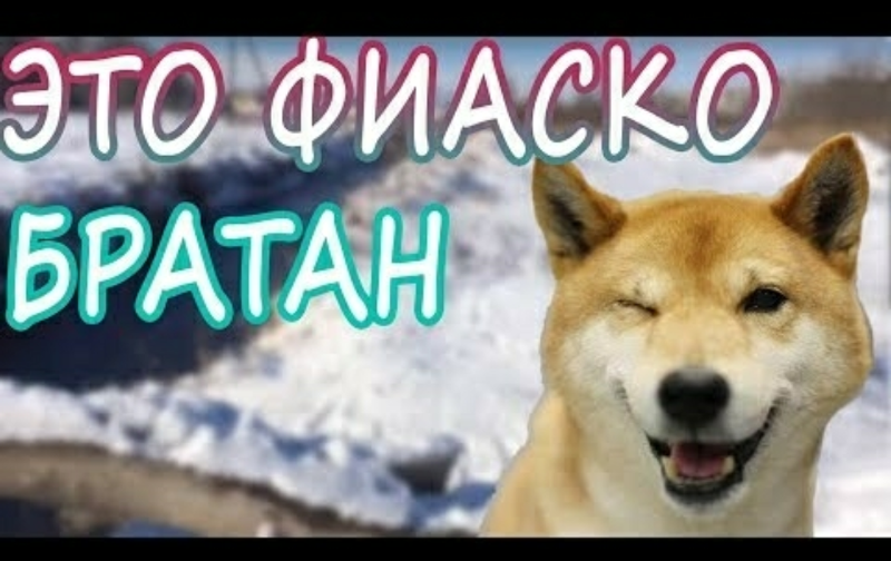 Сиба ину это фиаско братан. Фиаско картинки. Это фиаско братан порода. Собака фиаско. Фиаско.