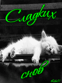 Сладких снов котик