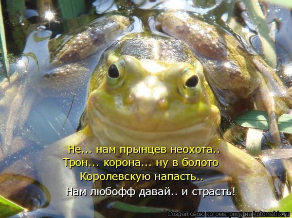 Царевна лягушка все смешные картинки