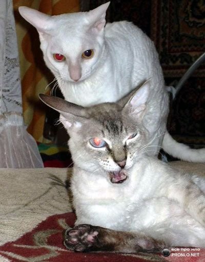 Котенок Альбинос больше фото: Новости магазинов в журнале Ярмарки Мастеров