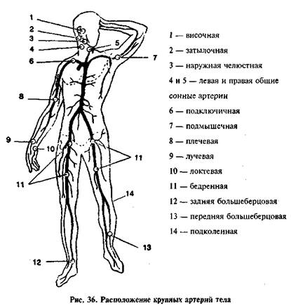 Мы гимназисты - КРОВООБРАЩЕНИЕ