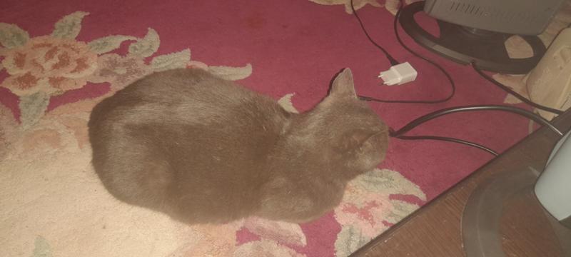 таблица беременности кошек. беременность собаки таблица родов. дата родов кошки. как узнать на каком сроке беременности кошка. дата родов кошки.