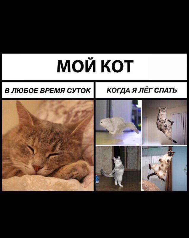 Мемы с котами ночью Ответы Mail.ru: А если кот ночью орет, чего он хочит?