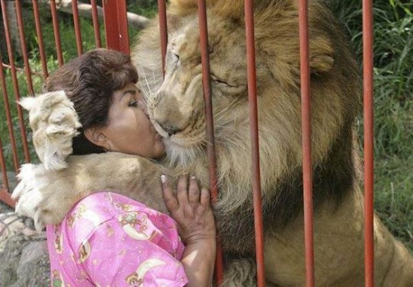 Один против троих - белые львы атакуют вожака Чука! ТАНЯ, НАСТЯ и ТАЙГАН Дзен