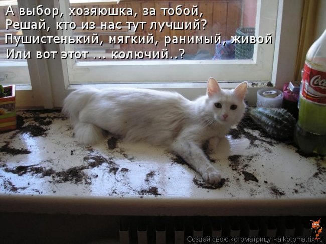 Почему коты едят пакеты Почему коты едят пакеты