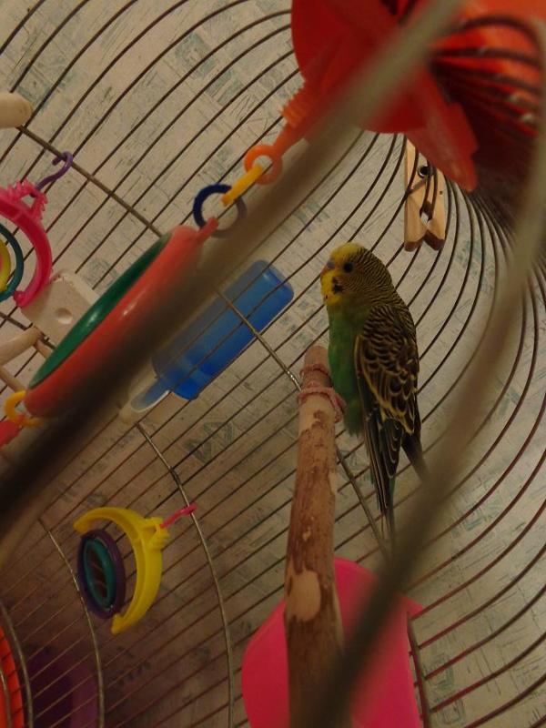 как учить попугая говорить. волнистики чирикают. попугай и зеркало. включи попугайчиков. можно включать попугаю звуки попугаев.