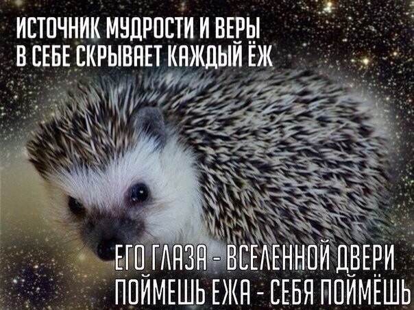 Анимации, картинки про ежика с надписью