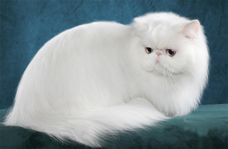 Как выглядит персидский кот
