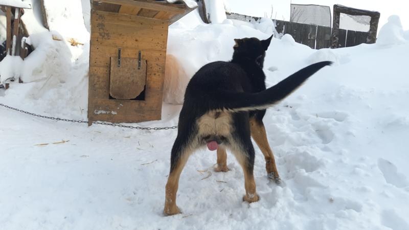 Суточные щенки овчарки. Немецкие овчарки суки щенки. Течка у немецкой овчарки. Первая течка у немецкой овчарки. Первая течка у немецкой овчарки.